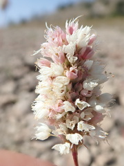 Bistorta bistortoides