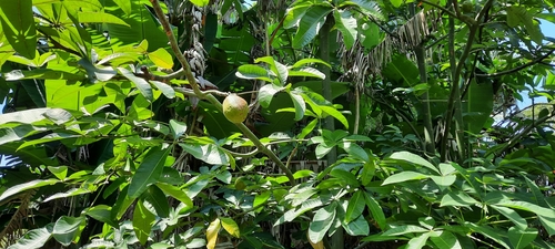 Pachira glabra