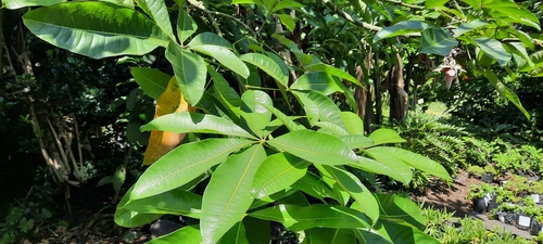 Pachira glabra