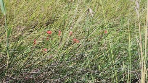 Scarlet River Lily