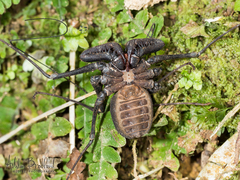 Phrynus pseudoparvulus