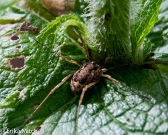 Oligolophus tridens