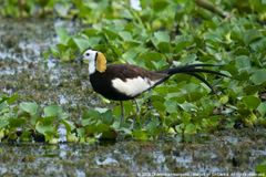 Pheasant-Tailed Jacana photo 2