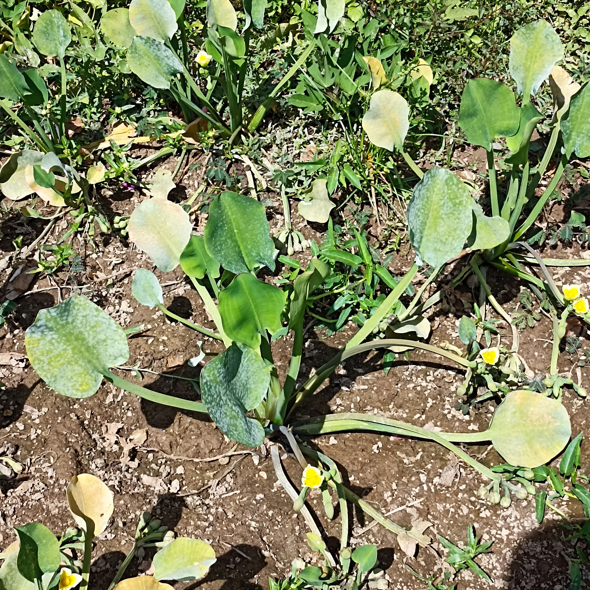 Limnocharis flava — ảnh 3