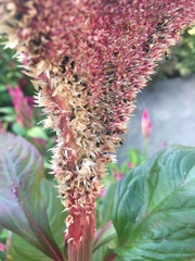 Celosia