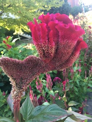 Celosia
