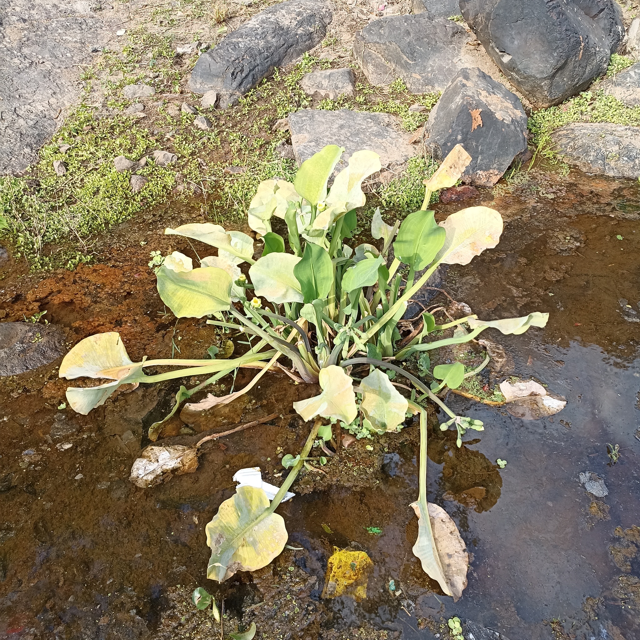 Limnocharis flava — ảnh 2