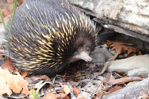 Short-beaked Echidna, Royal National Park, Royal National Park, NSW, AU, photo 9 of 10
