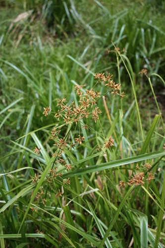 Rhynchospora corymbosa image