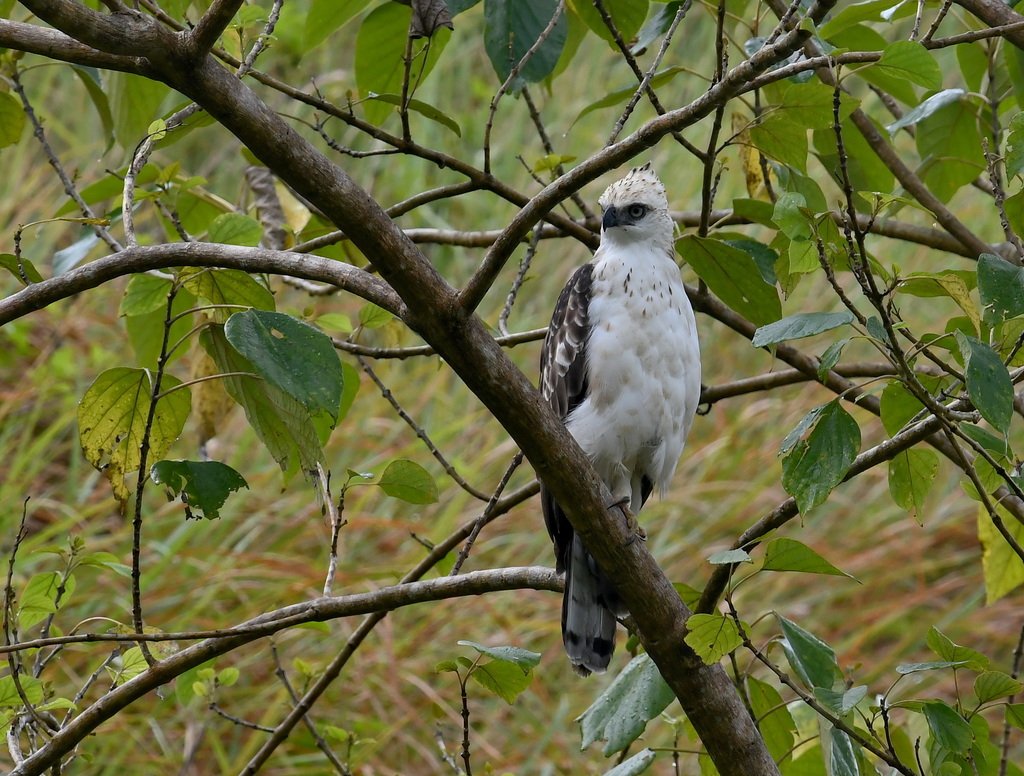 Pinsker's Hawk-Eagle photo