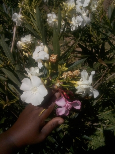oleander
