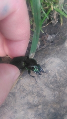 Megadromus antarcticus