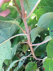 Hydrangea quercifolia