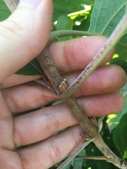 Hydrangea quercifolia