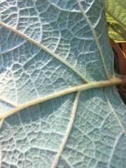 Hydrangea quercifolia