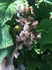 Hydrangea quercifolia