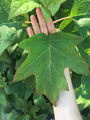 Hydrangea quercifolia