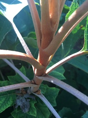 Hydrangea quercifolia