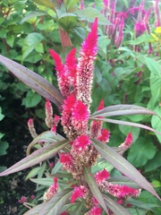 Celosia
