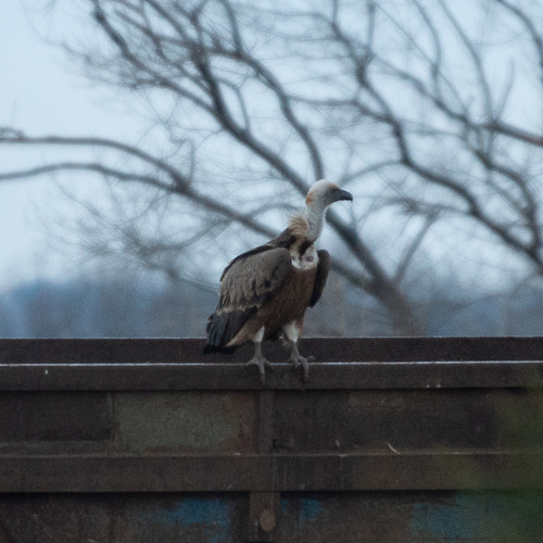 Buitre leonado (Gyps fulvus)