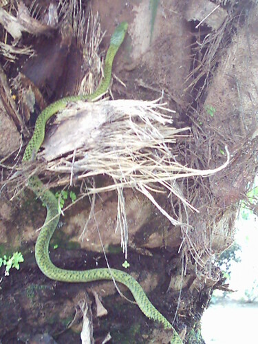Jameson's Mamba (Dendroaspis jamesoni)