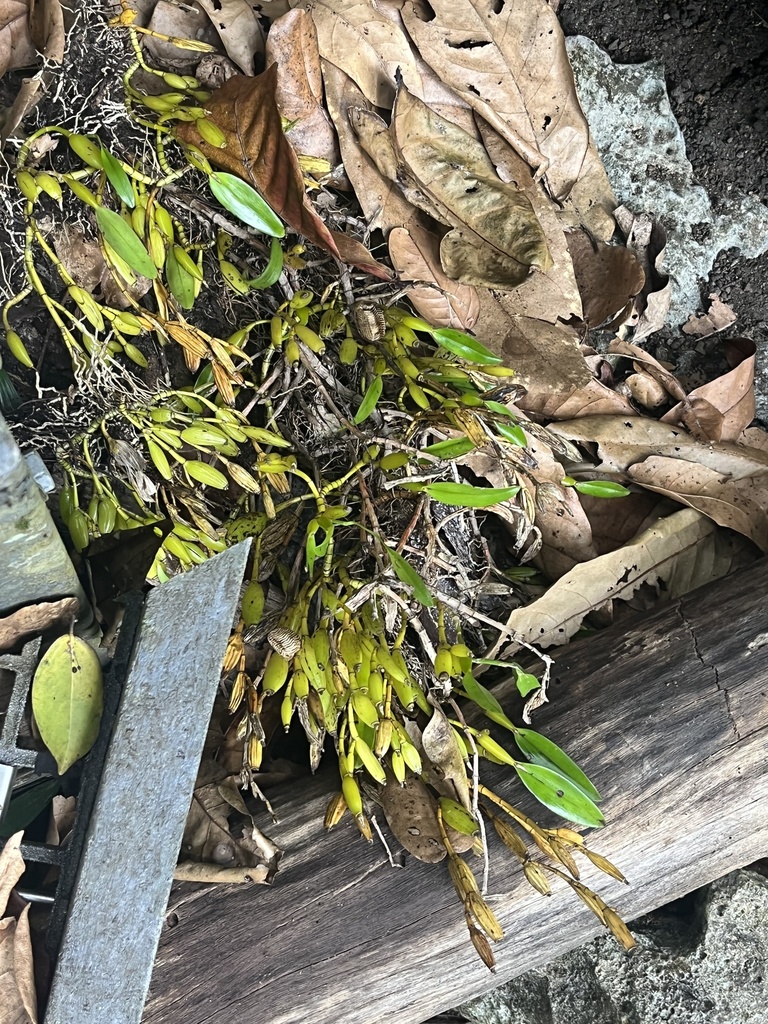 Dendrobium nativitatis Ridl.