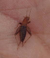 Arachnocephalus vestitus