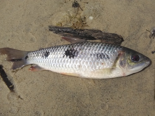 Characin (Leporinus friderici) — Anostomidae — 2