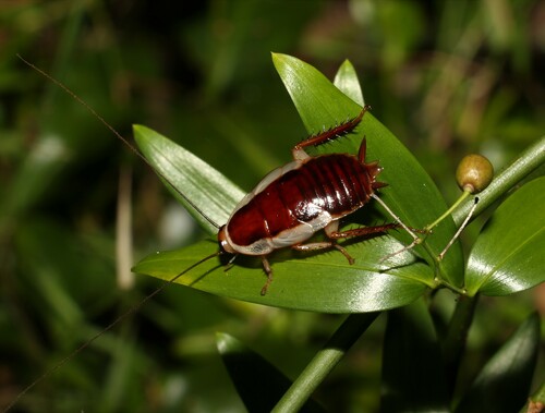 Common Methana photo 4