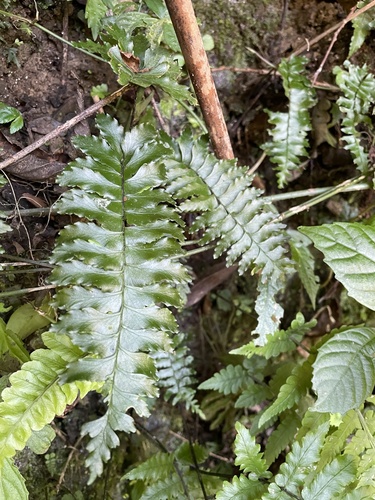 Hymenasplenium apogamum iNat (3)