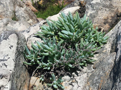 Curio crassulifolius