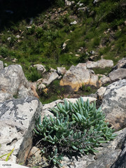 Curio crassulifolius