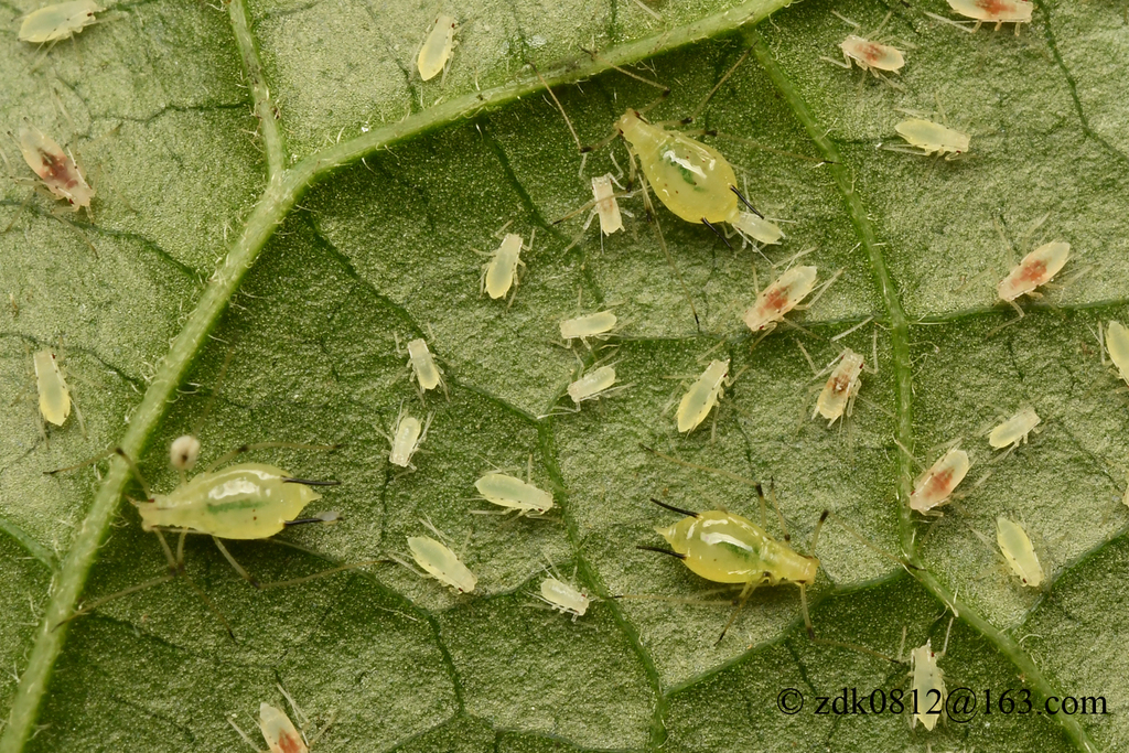 Macrosiphum clematifoliae
