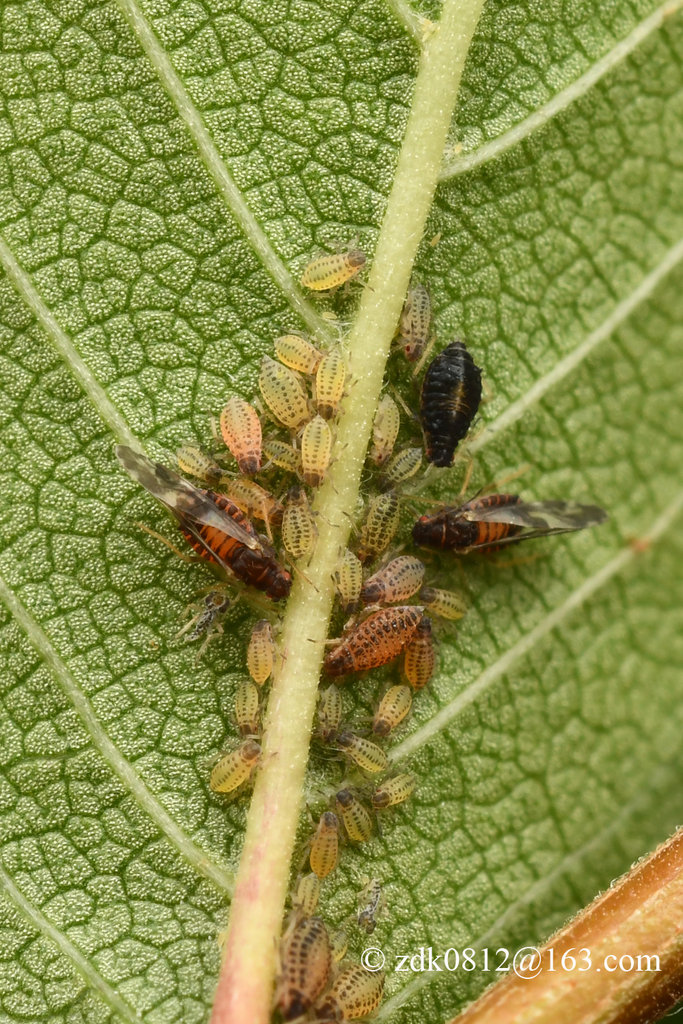 Sinochaitophorus