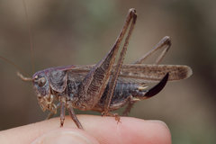 Platycleis intermedia