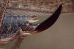 Platycleis intermedia