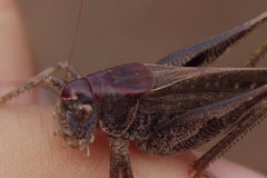 Platycleis intermedia