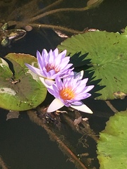 Nymphaea
