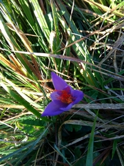 Crocus ligusticus