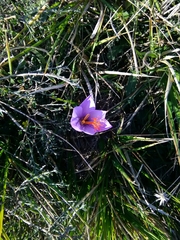 Crocus ligusticus