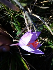 Crocus ligusticus