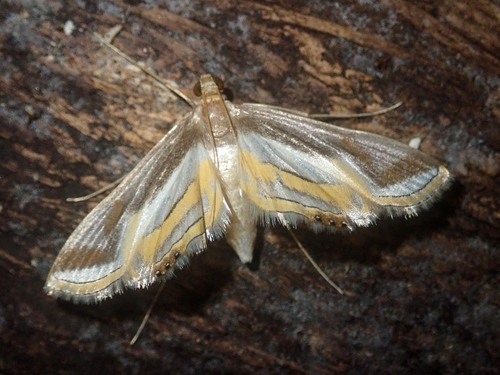 Eoophyla parapomasalis
