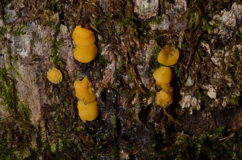 Phaeohelotium monticola