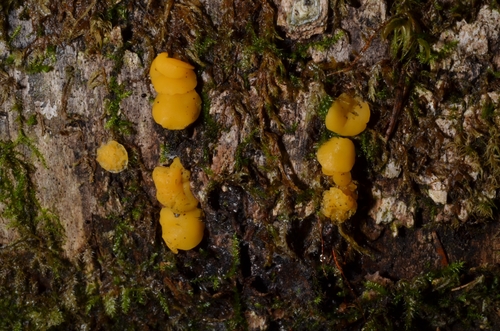 Hymenoscyphus monticola image