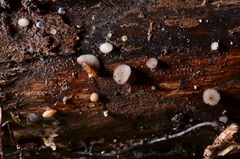 Pyrenopeziza personata