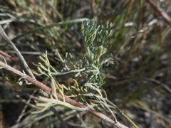 Artemisia alba