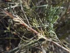 Artemisia alba