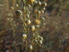 Artemisia alba