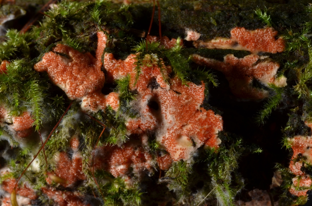 Hypomyces armeniacus