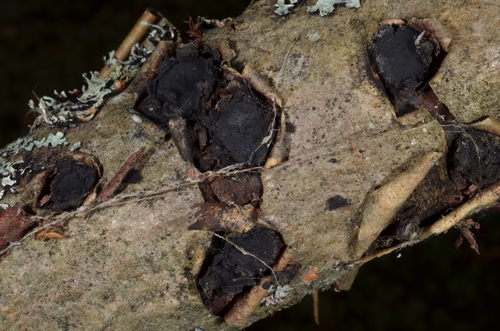 Representative image of Graphostromataceae